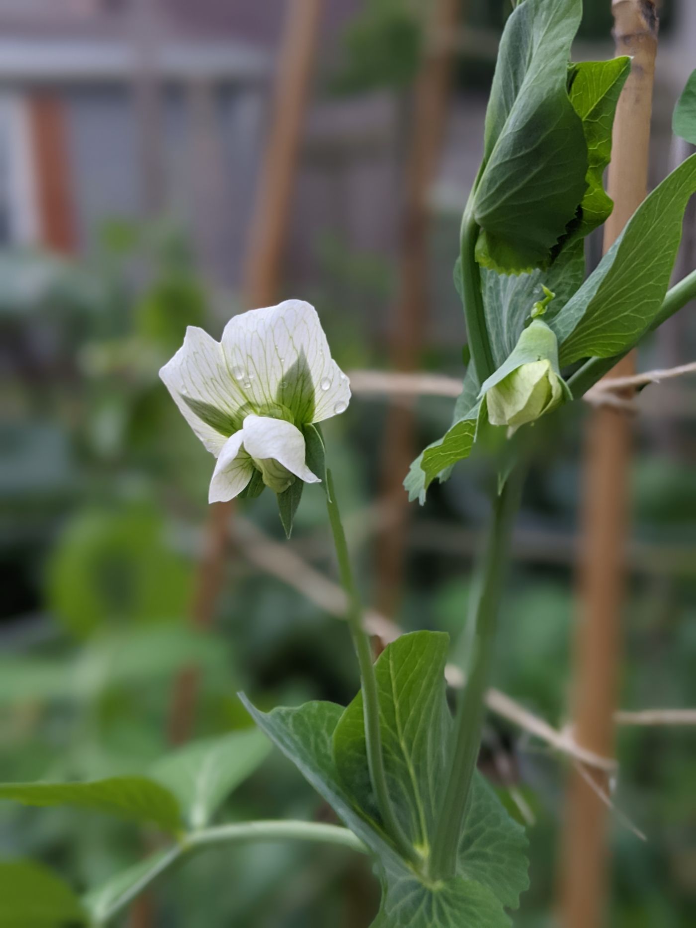 A photo of leaves with white flowers